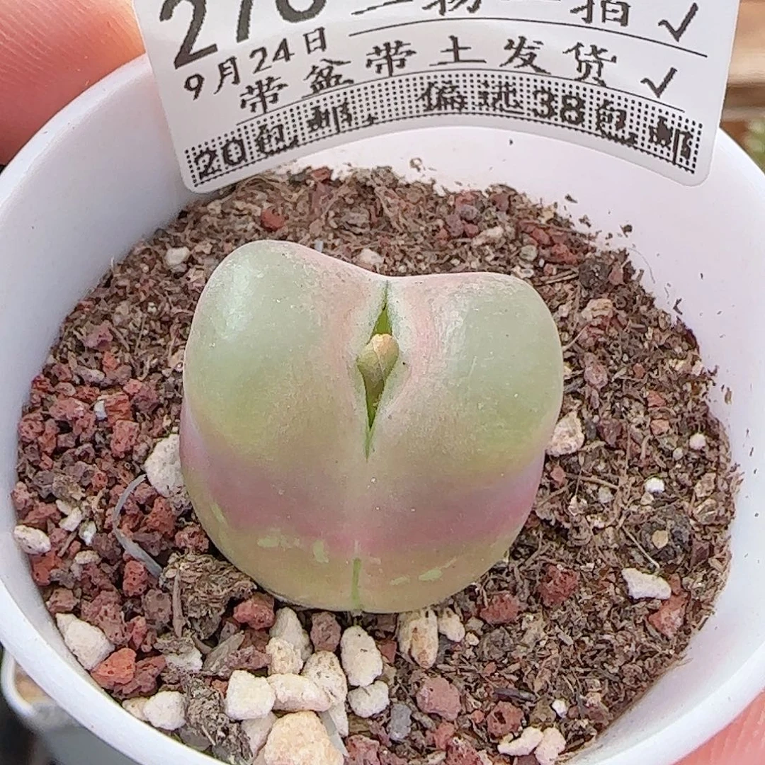 多肉0924--276毛汗尼