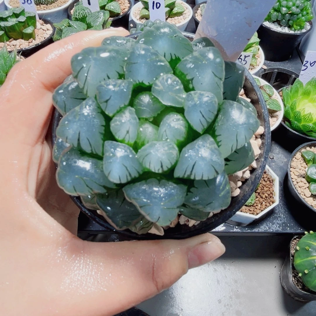 巨大化潘氏冰灯多肉植物