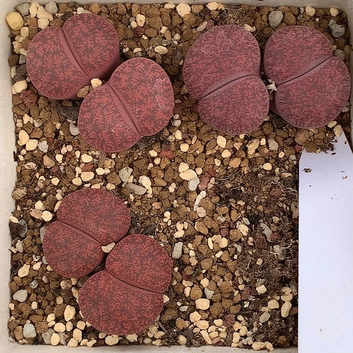 精品多肉植物精品多肉