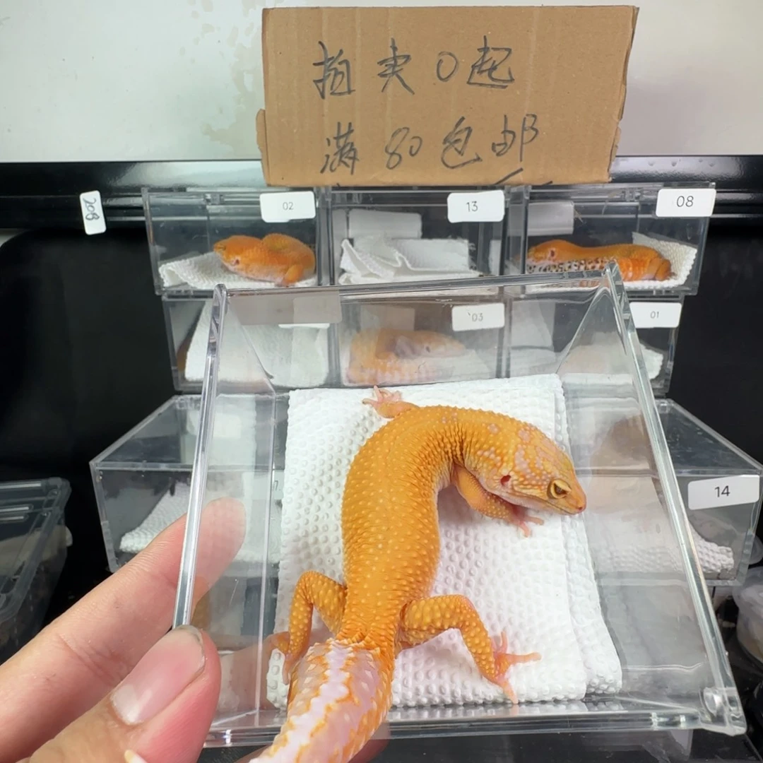 豹纹守宫JM P暴龙妹妹