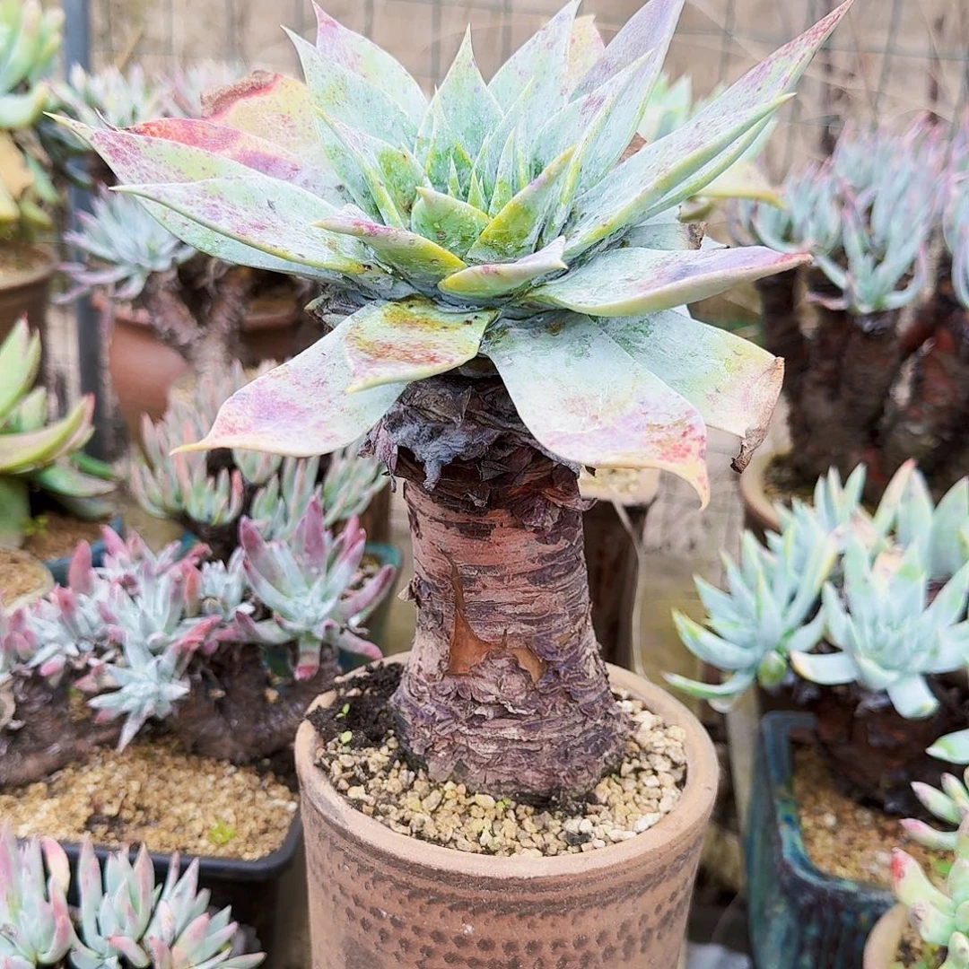 1748雪山仙女杯多肉