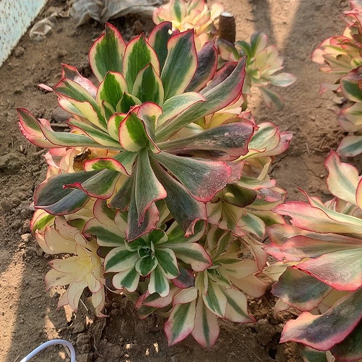 魅影多肉植物多肉12