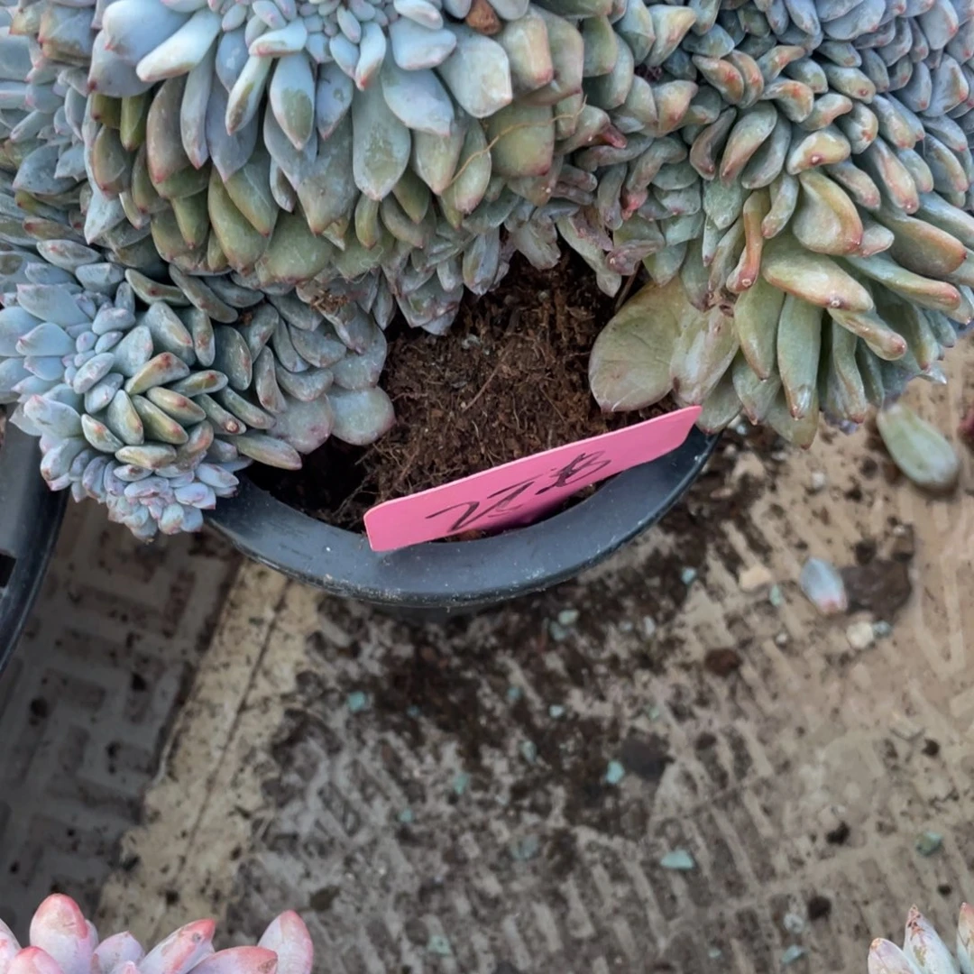 邦***塞258号星影缀化微瑕