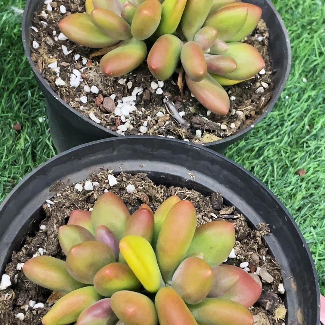 整桩无砍三头芒果奶一颗