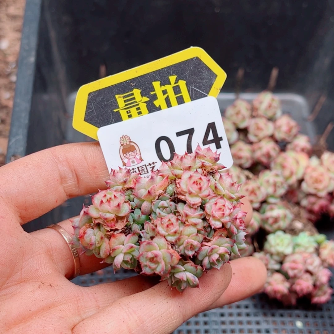 多肉植物多肉植物