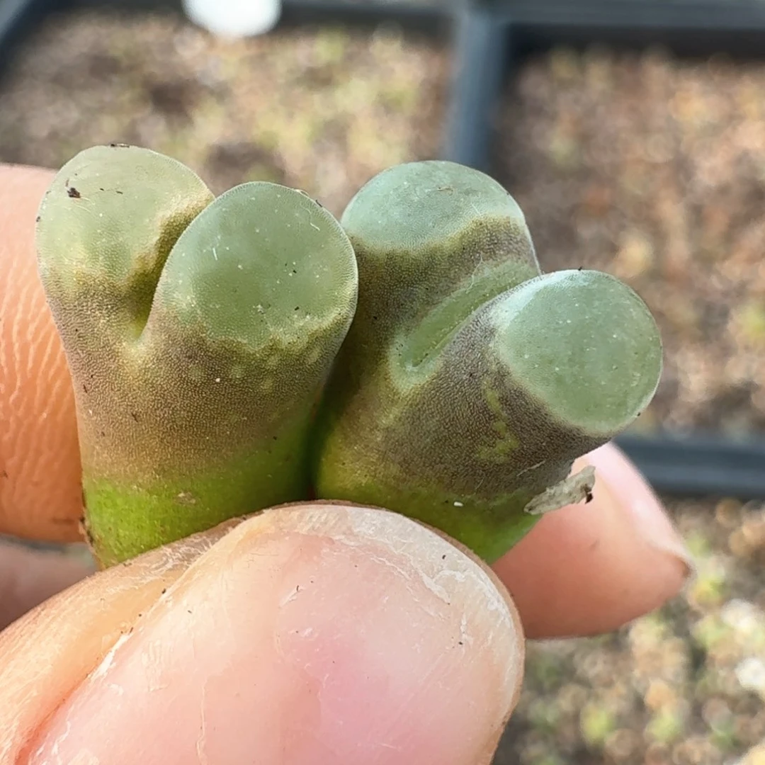 765两颗000000000000