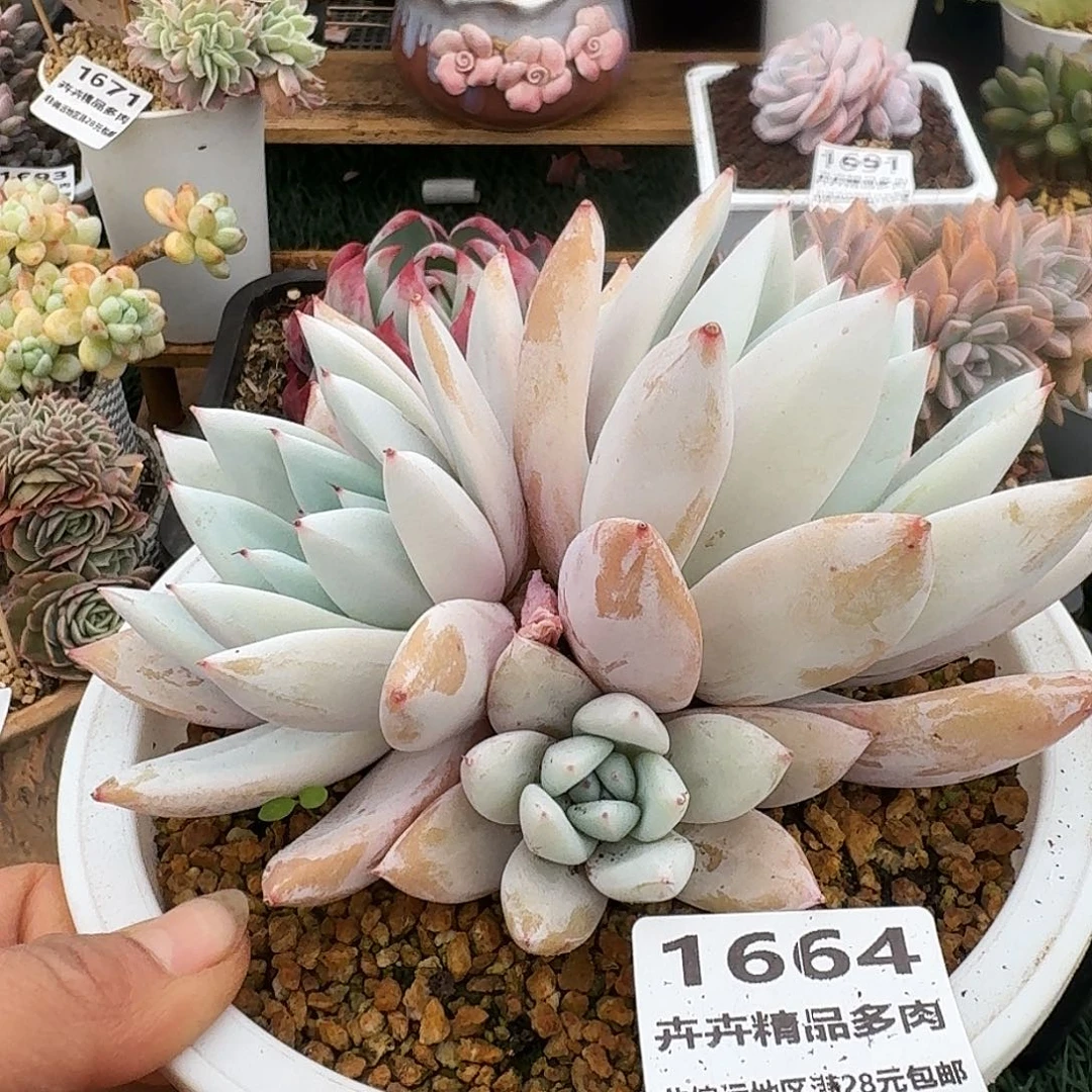 1664一物一拍（满28包邮）