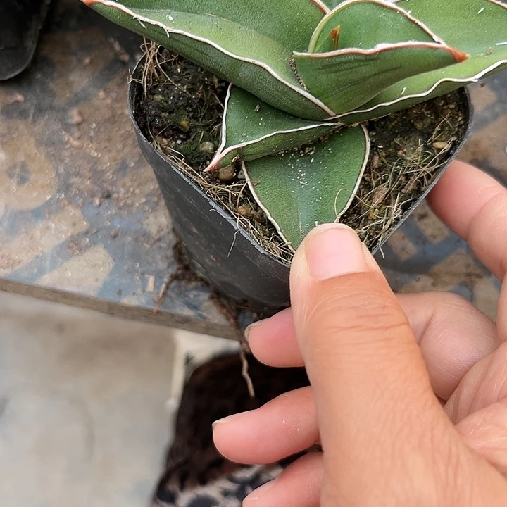 玫瑰武士3（搞活经济健健康康快快买空ｉ