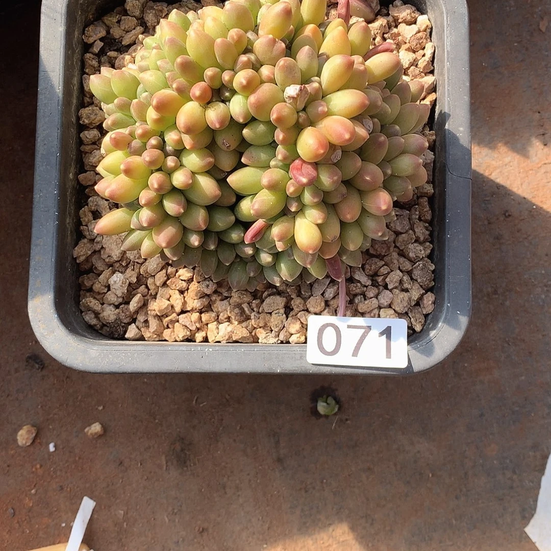 071 一物一拍多肉