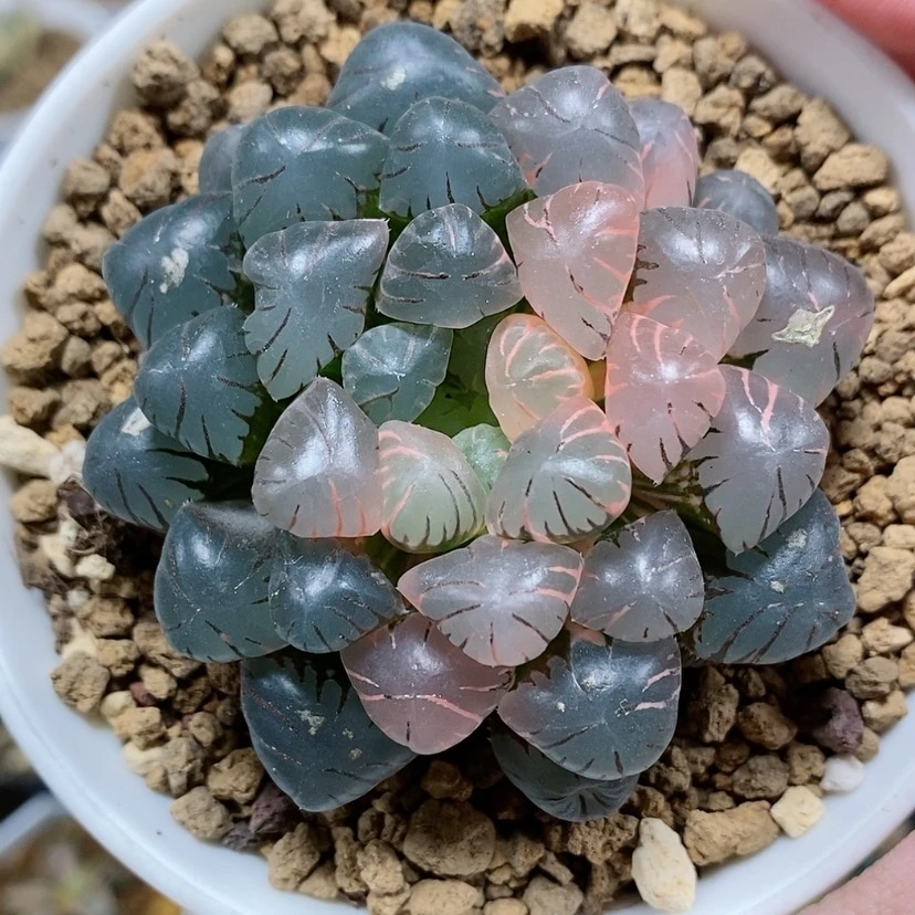 【闪购商品】58ob冰灯玉露锦