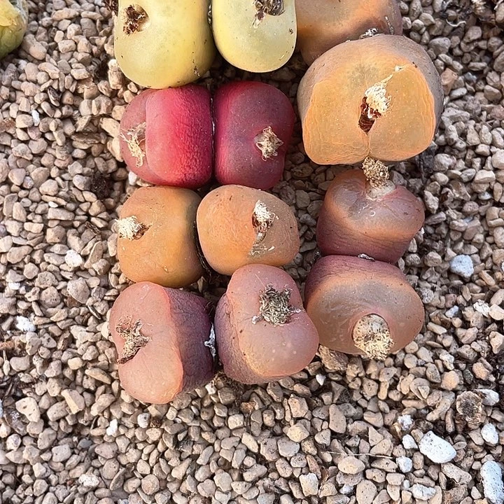 2106。  双头一组。