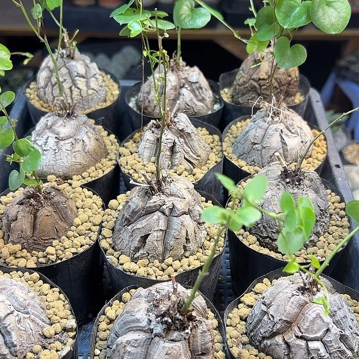 南非龟甲龙5公分带盆1颗