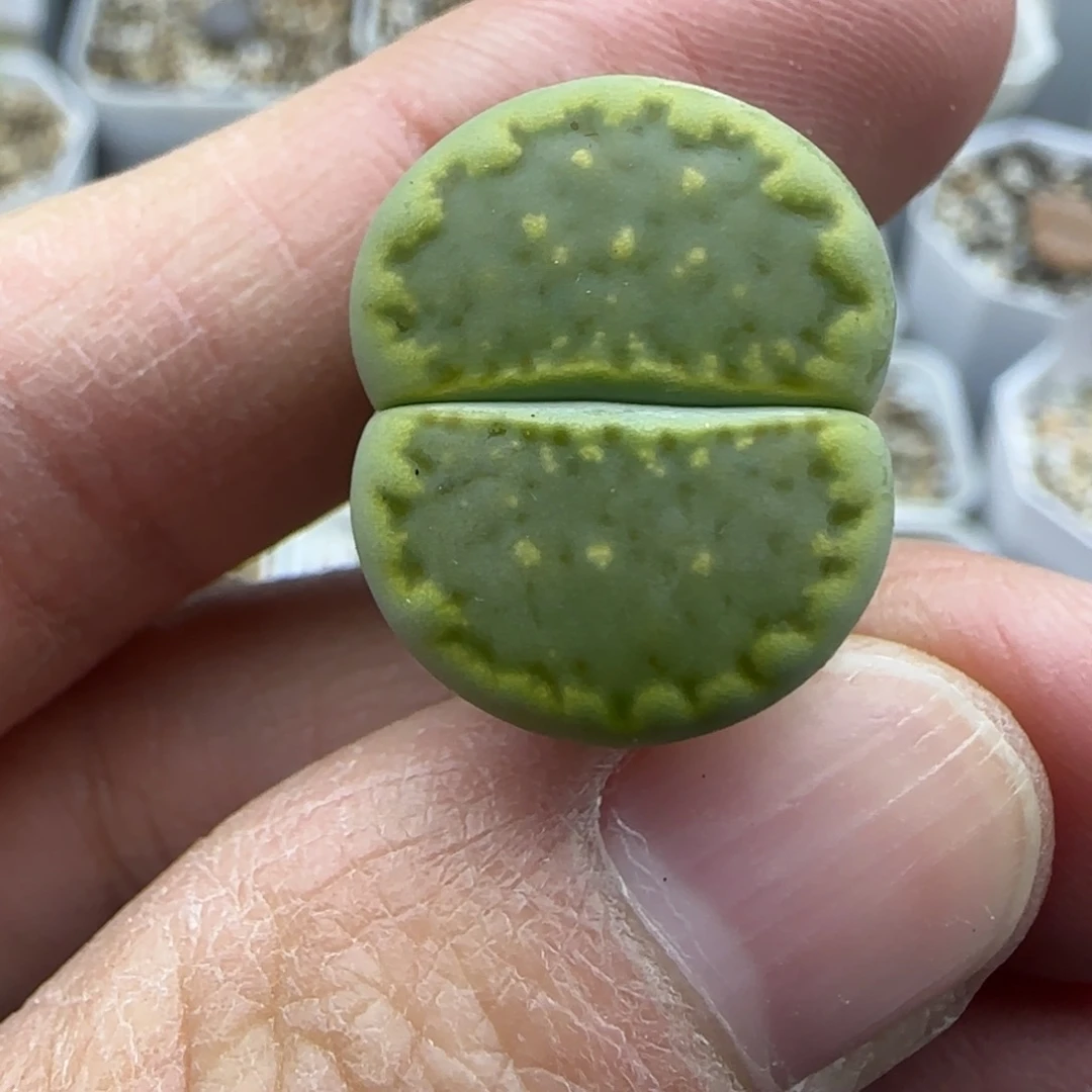 001绿菊饼开播福利30包邮