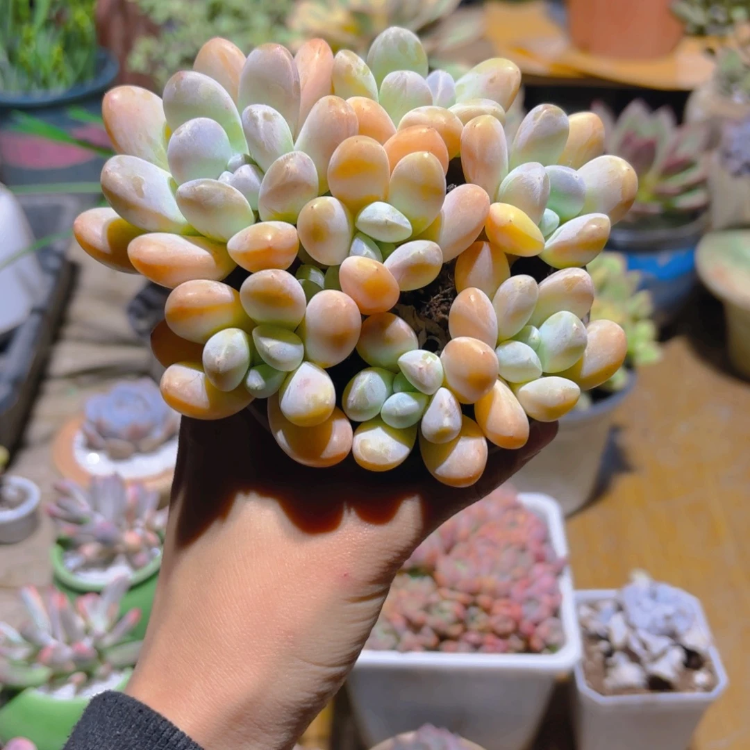 蓝***珣黄仙玉新疆包邮9cm