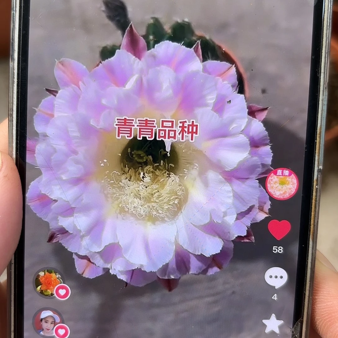彩草紫霞仙子6.5-7公分