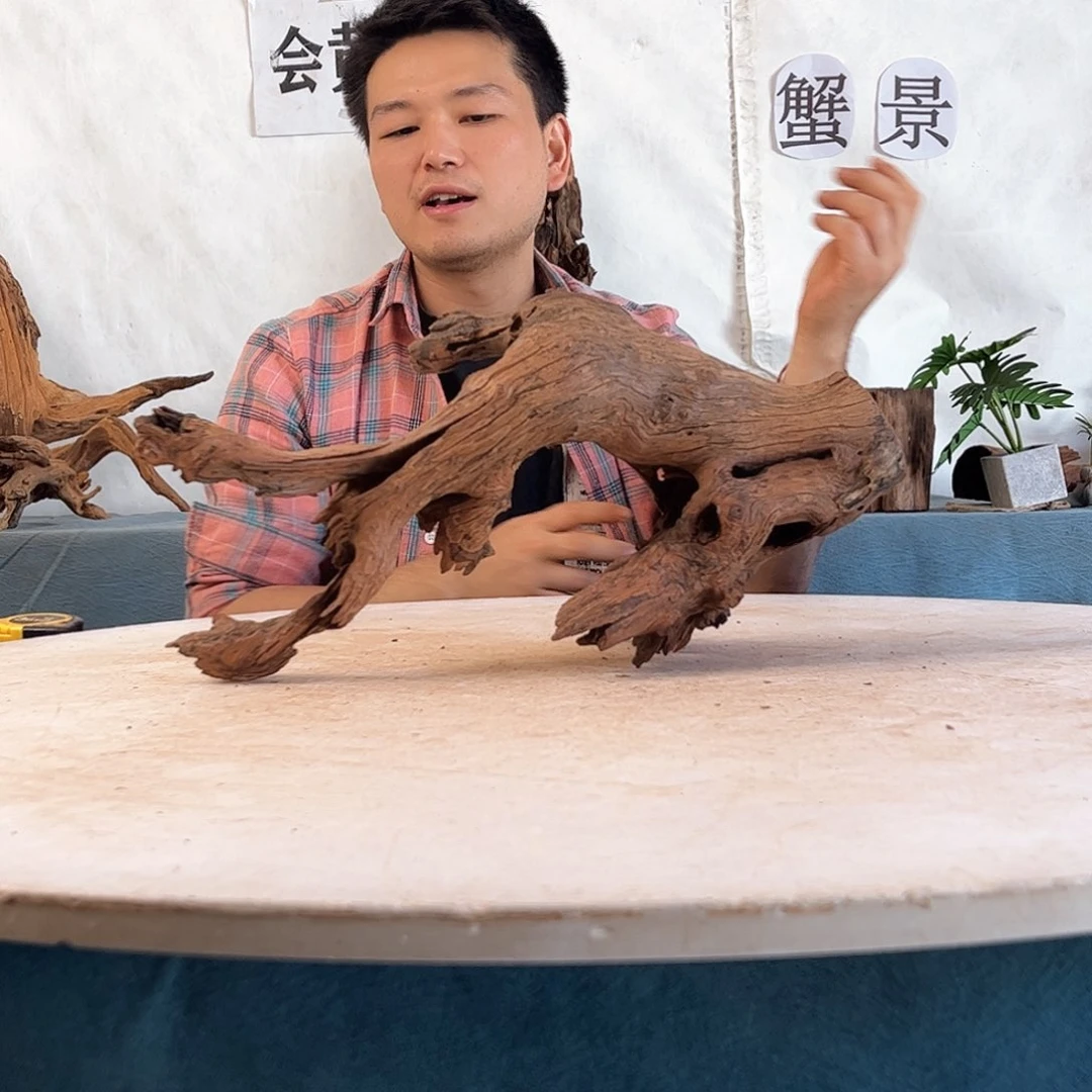 沉木造景寄居蟹景