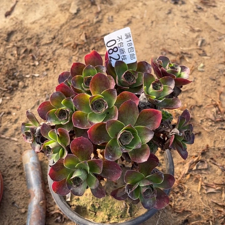 082魅金玫瑰绣球2号棚