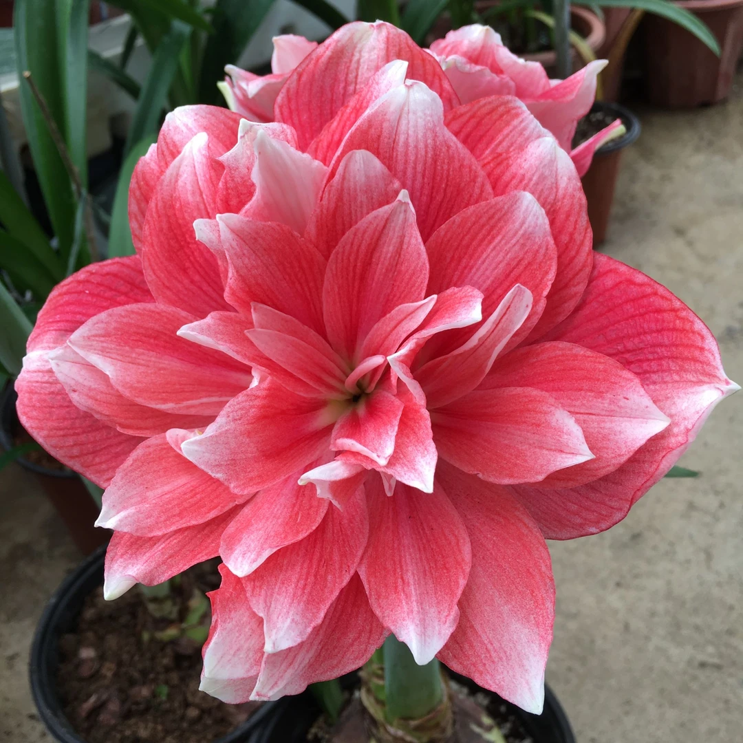 【双梦】果果花卉重瓣品种基地现挖新鲜自然球