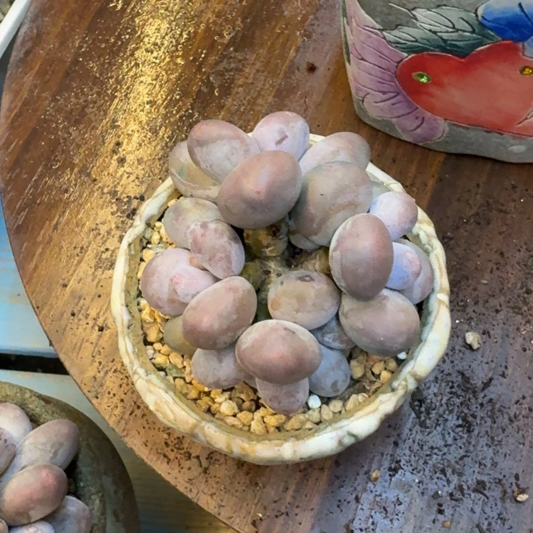 ****心多肉漂亮不退不换