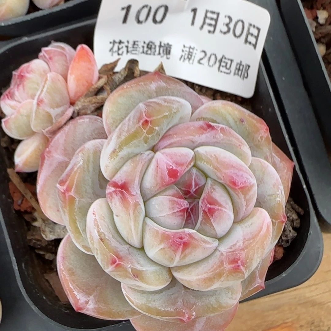 花语逸境0130-100