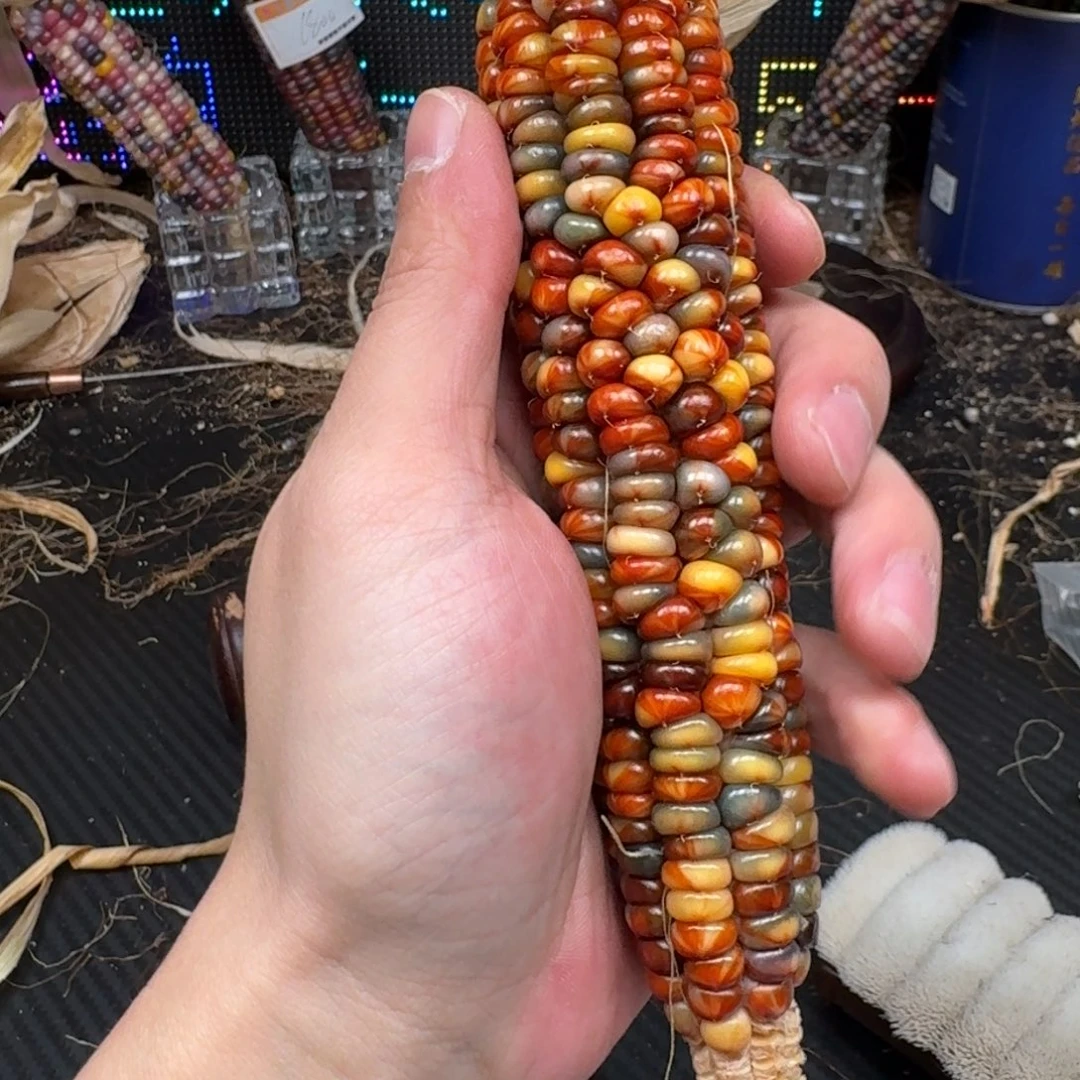 柏香籽/百香籽吊坠佩**姐