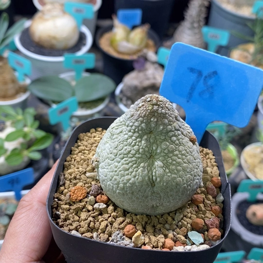 凝蹄玉多肉植物一个