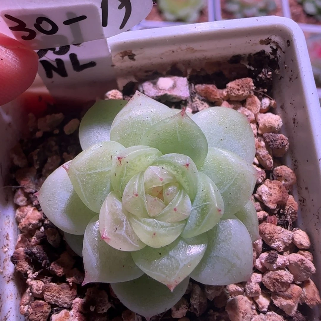30-19福利晶晶珍妮单头