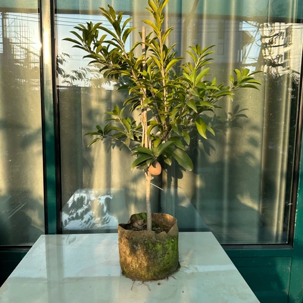 特殊省分专用 盆景桩人心果树苗 易种产量高 直播间一物一拍链接