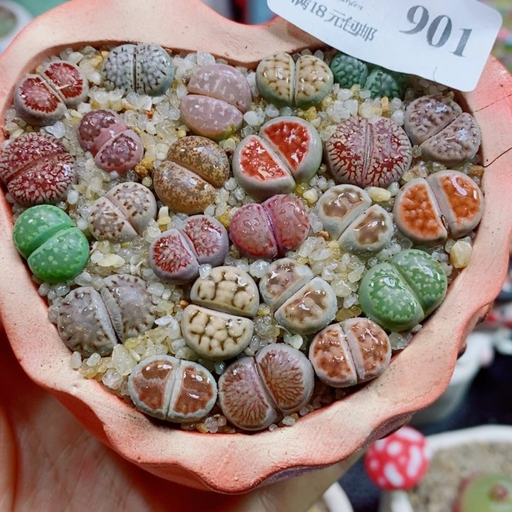 生石花花红红火火901