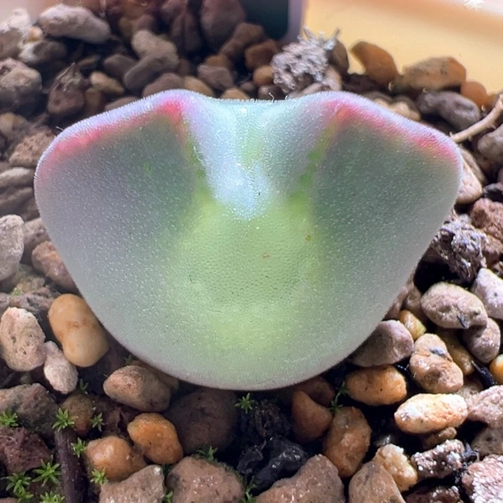 A145.  青蛙种源优选三年大眼空蝉。 超级矮胖体。