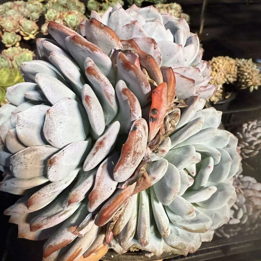 云漫多肉  盆栽 韩橙（三头）  22-25cm  多肉植物