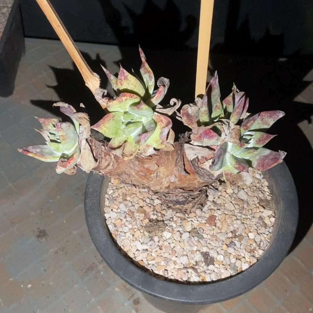 玫瑰叶多肉植物啦啦啦