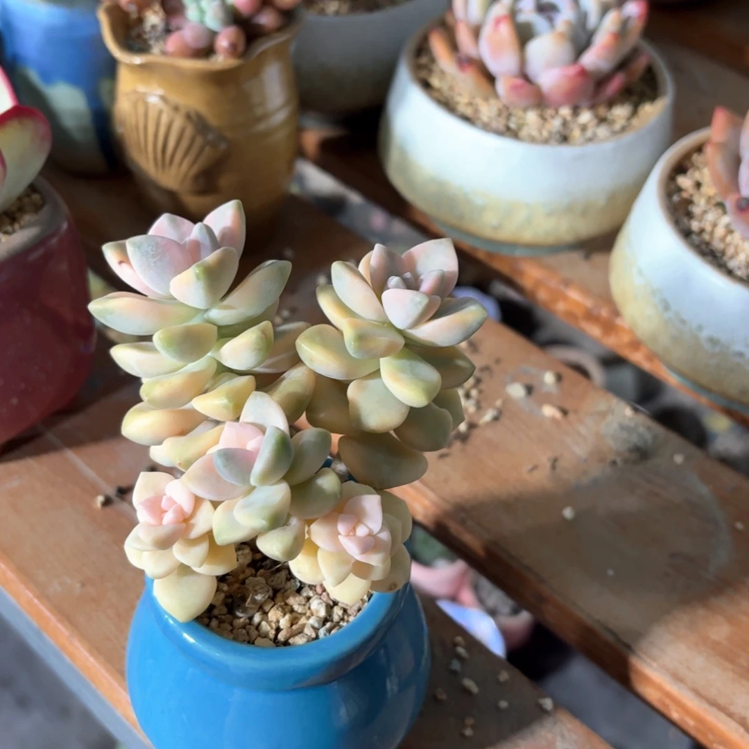 美杏锦多肉拇指盆特小随机发