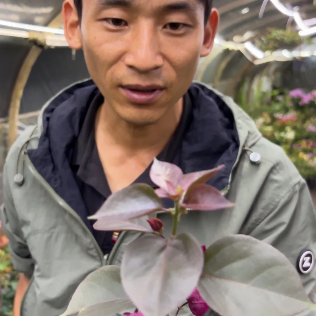 完全开放（鸿运当头）三角梅会落花落叶会光杆苗有大有小