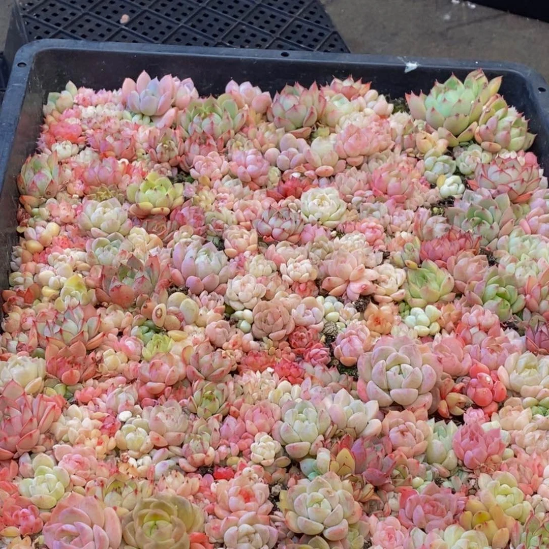 363多肉植物保护研究所所长助理研究员