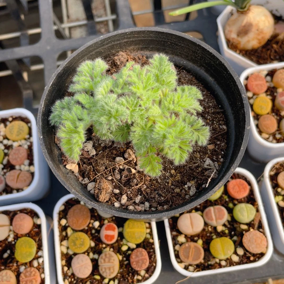 羽叶杨奎多肉9.9包邮发货