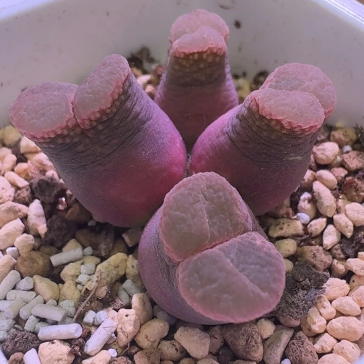 18号四头玫红色风铃一物一拍