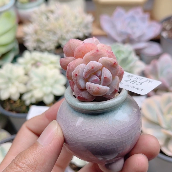 285 双头心影 带陶瓷盆发货 满28包邮