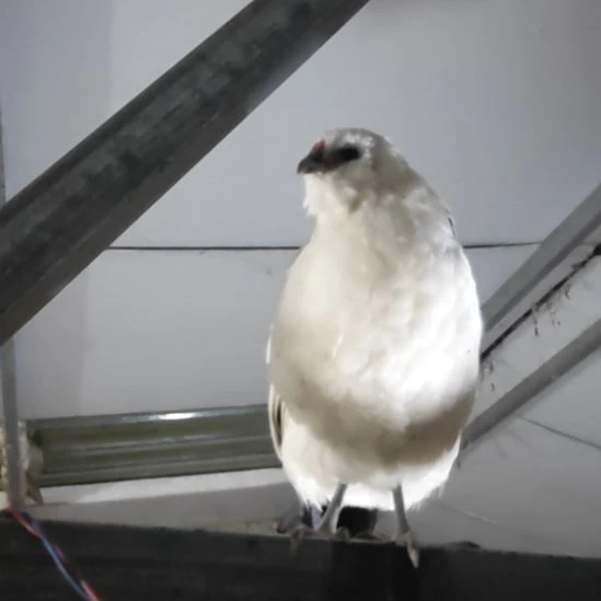 15中国大陆白三彩母鸡胡子