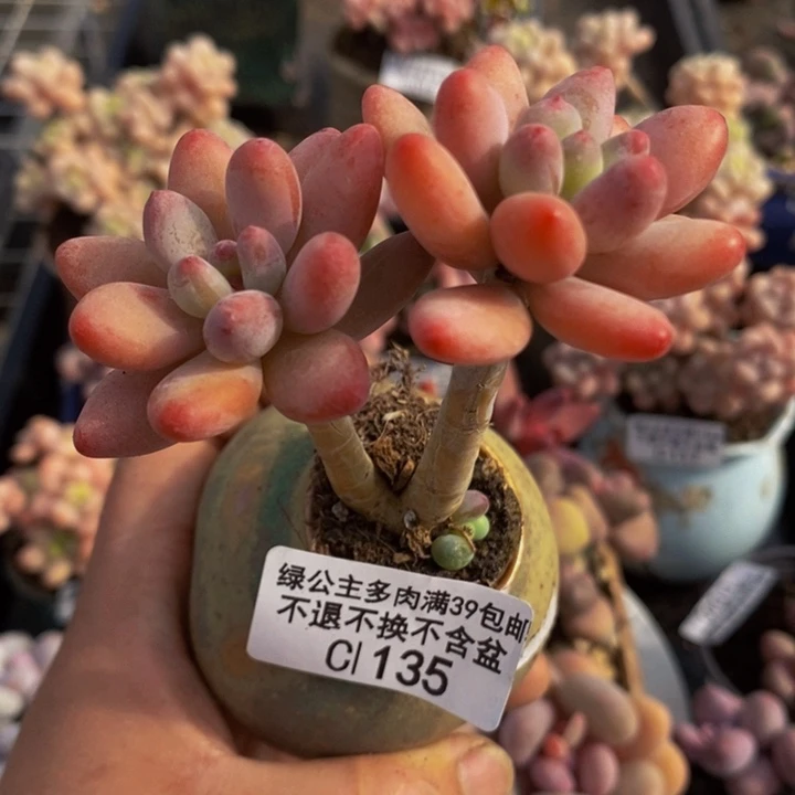 樱花奶135多肉植物