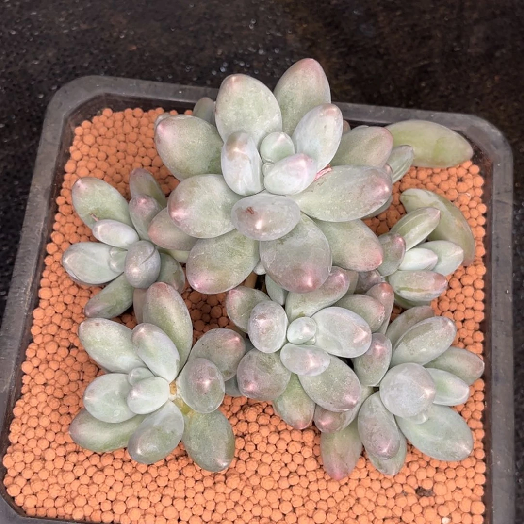 拉*欧若拉拉咪发货多肉植物