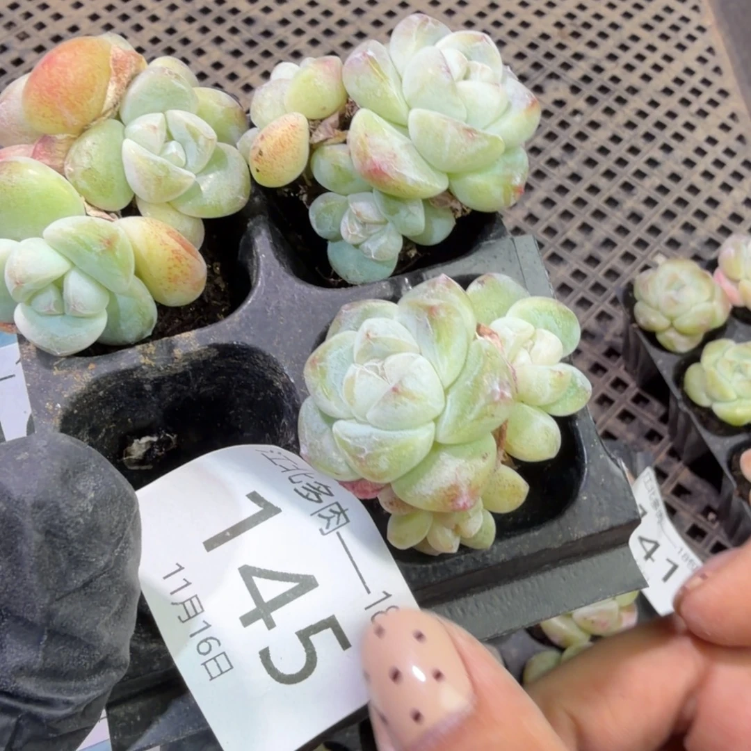 潺***潺145 号到手1框江北多肉