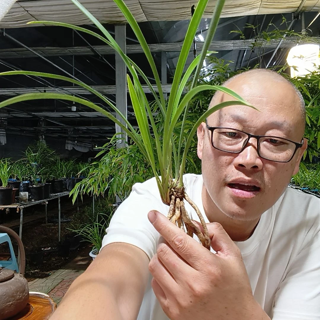 孙***成无花朵建兰天香兰