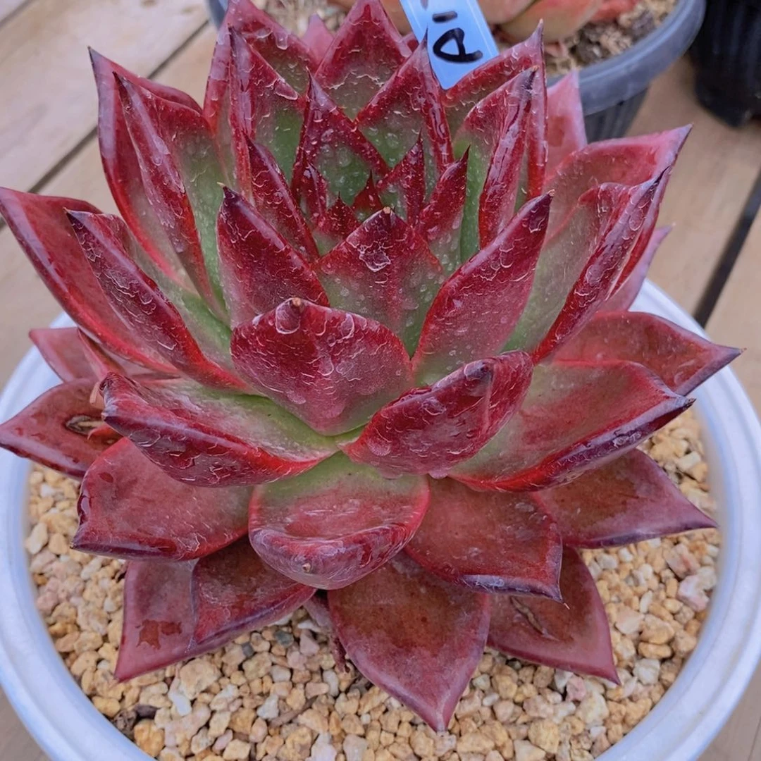 阳**子福利红毒a12