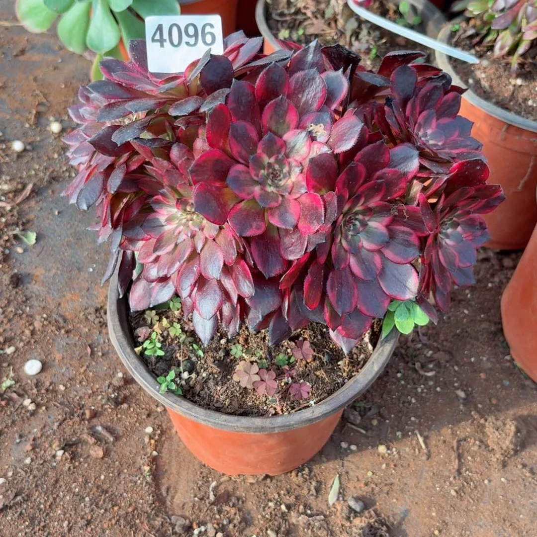 我4096 号多肉法师新年特价烟花