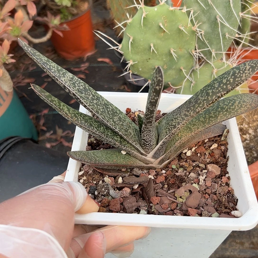 多肉植物多肉植物