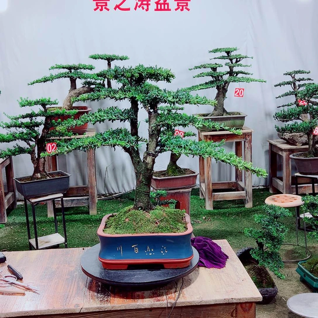 无花朵小老桩红芽珍珠罗汉松