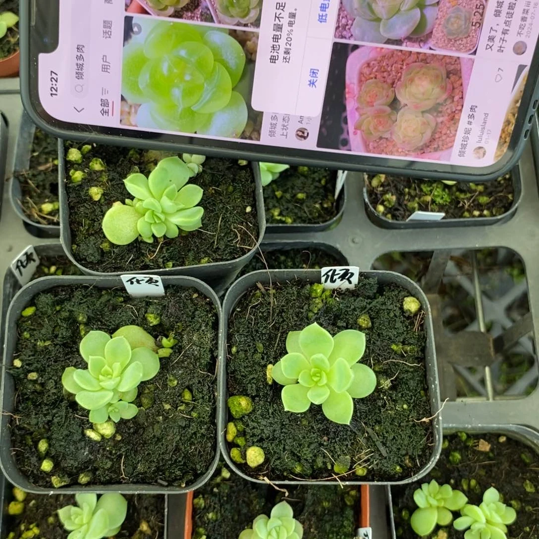 上盆倾城珍妮小苗一个多肉