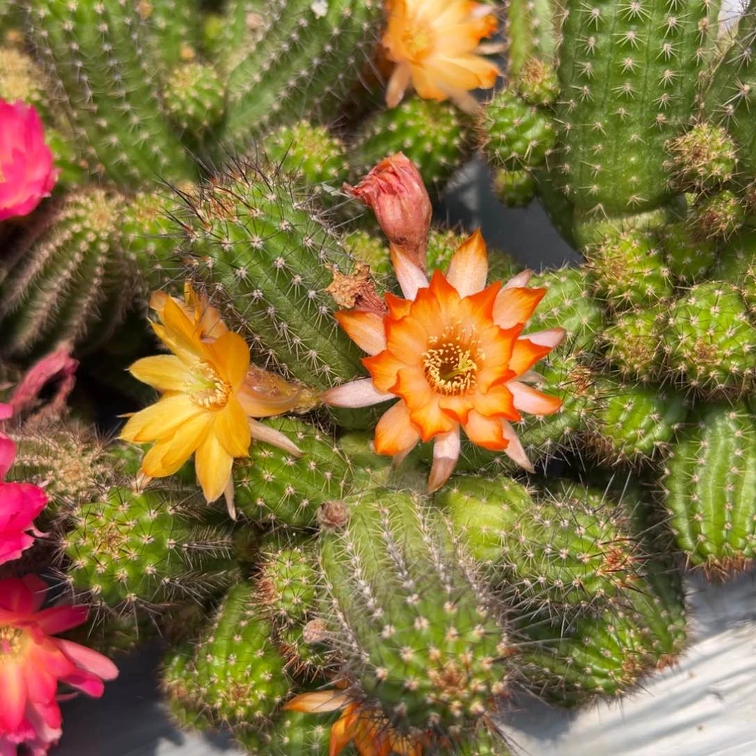 白檀仙人球797侧芽一个