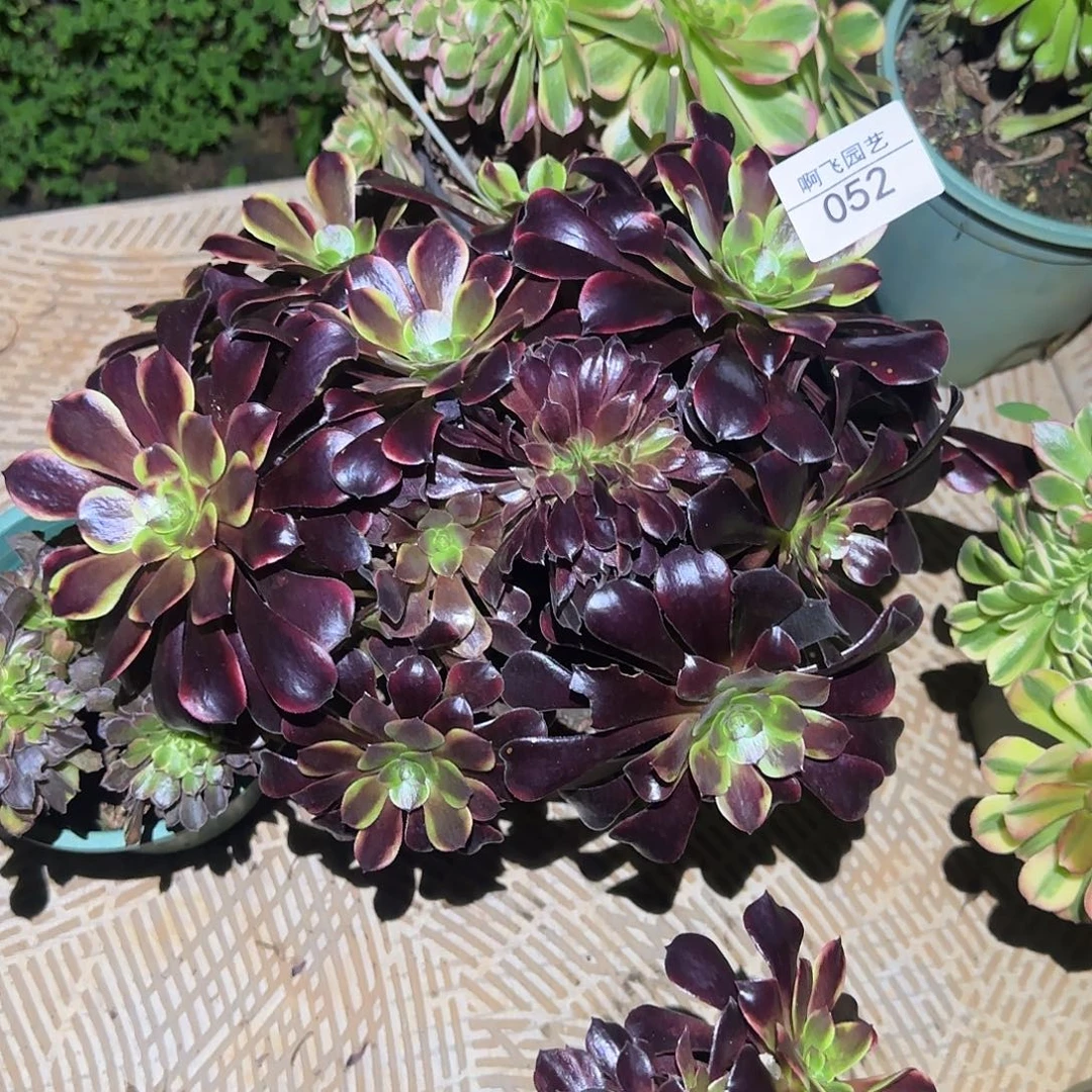 052多肉 欧佳丽缀福利